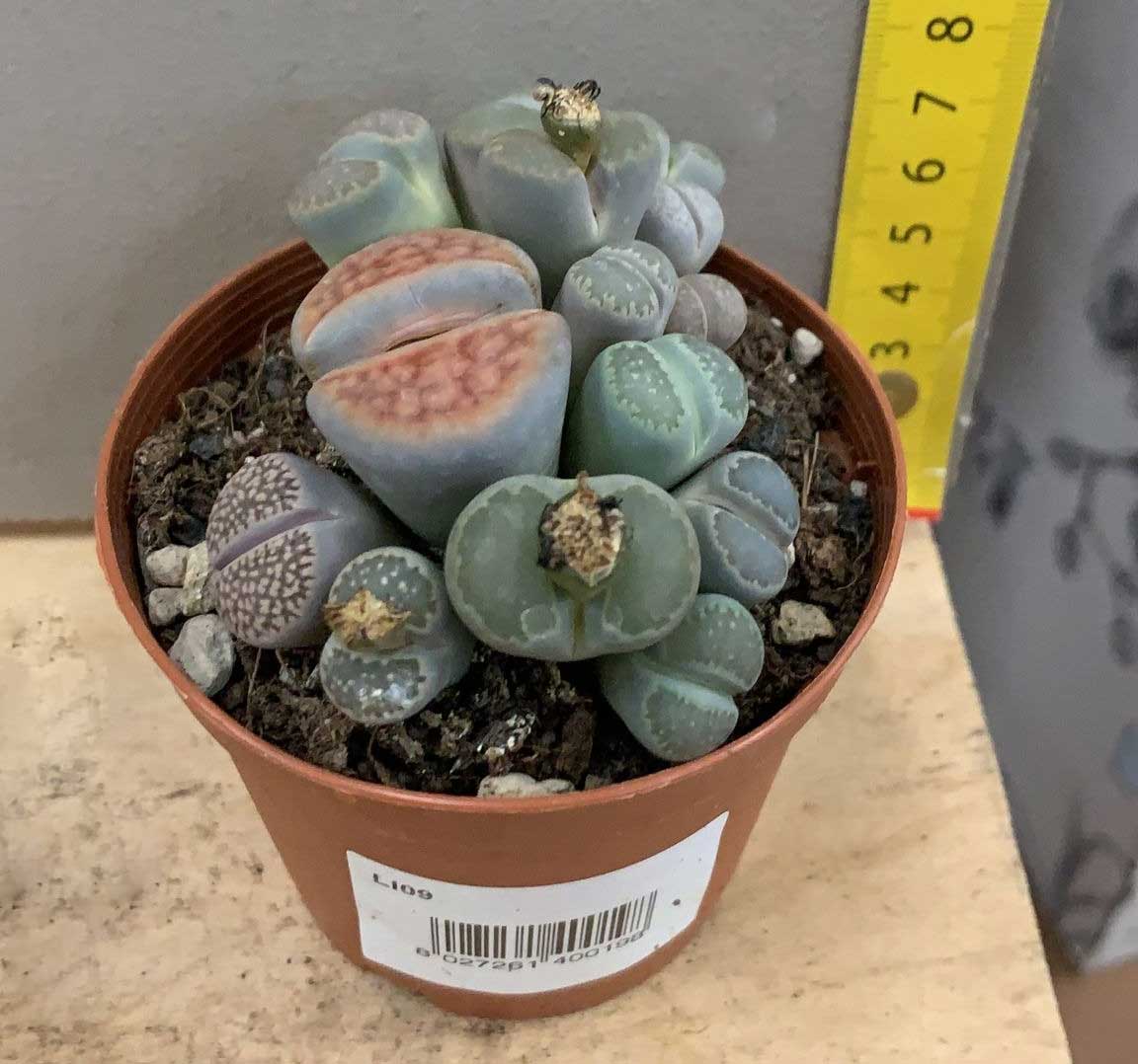 LITHOPS COLORE ASSORTITO VASO 10CM