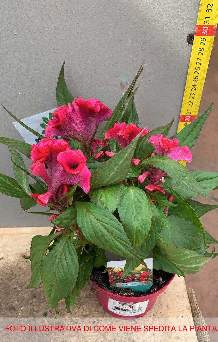 CELOSIA HOT TOPICS COLORE ASSORTITO VASO 12CM
