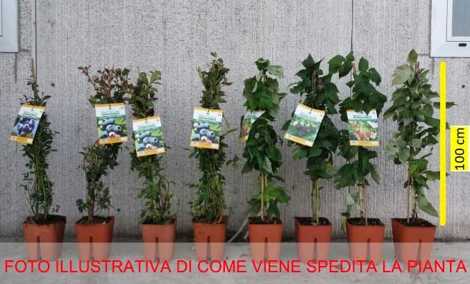 MORA PRECOCE SENZA SPINE VASO DA 5 LITRI