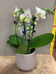 ORCHIDEA PHALAENOPSIS BIANCA CON COPRIVASO CERAMICO 12CM