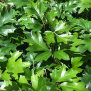 CISSUS ELLEN DANICA VASO 19CM