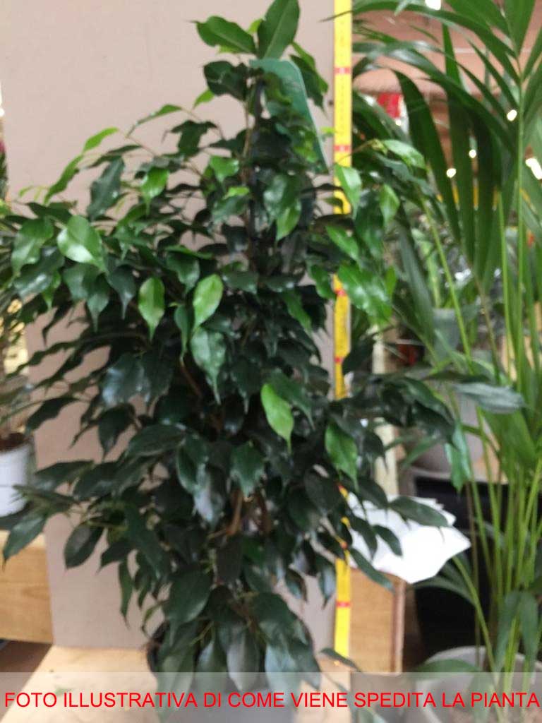 FICUS BENJAMIN DANIELLE VASO 21CM