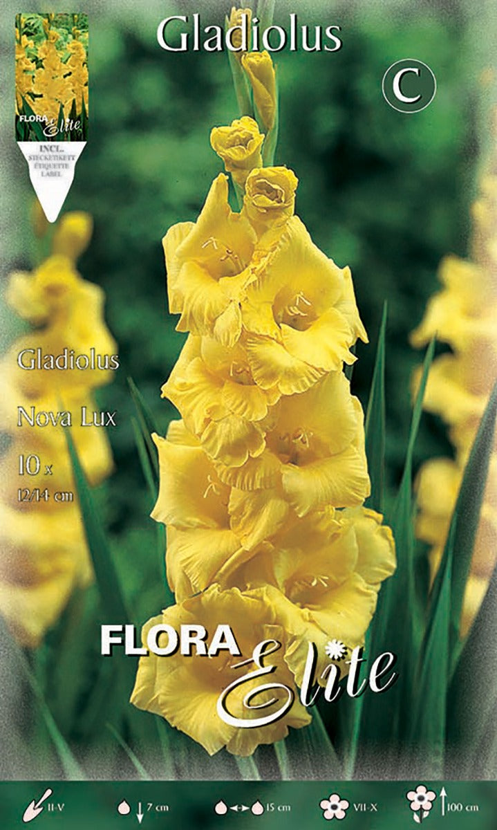 OFFERTA 70 BULBI GLADIOLI A FIORI GRANDI NOVA LUX