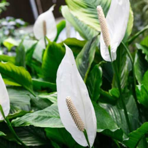 SPATHIPHYLLUM ALFETTA BIANCO VASO 17CM