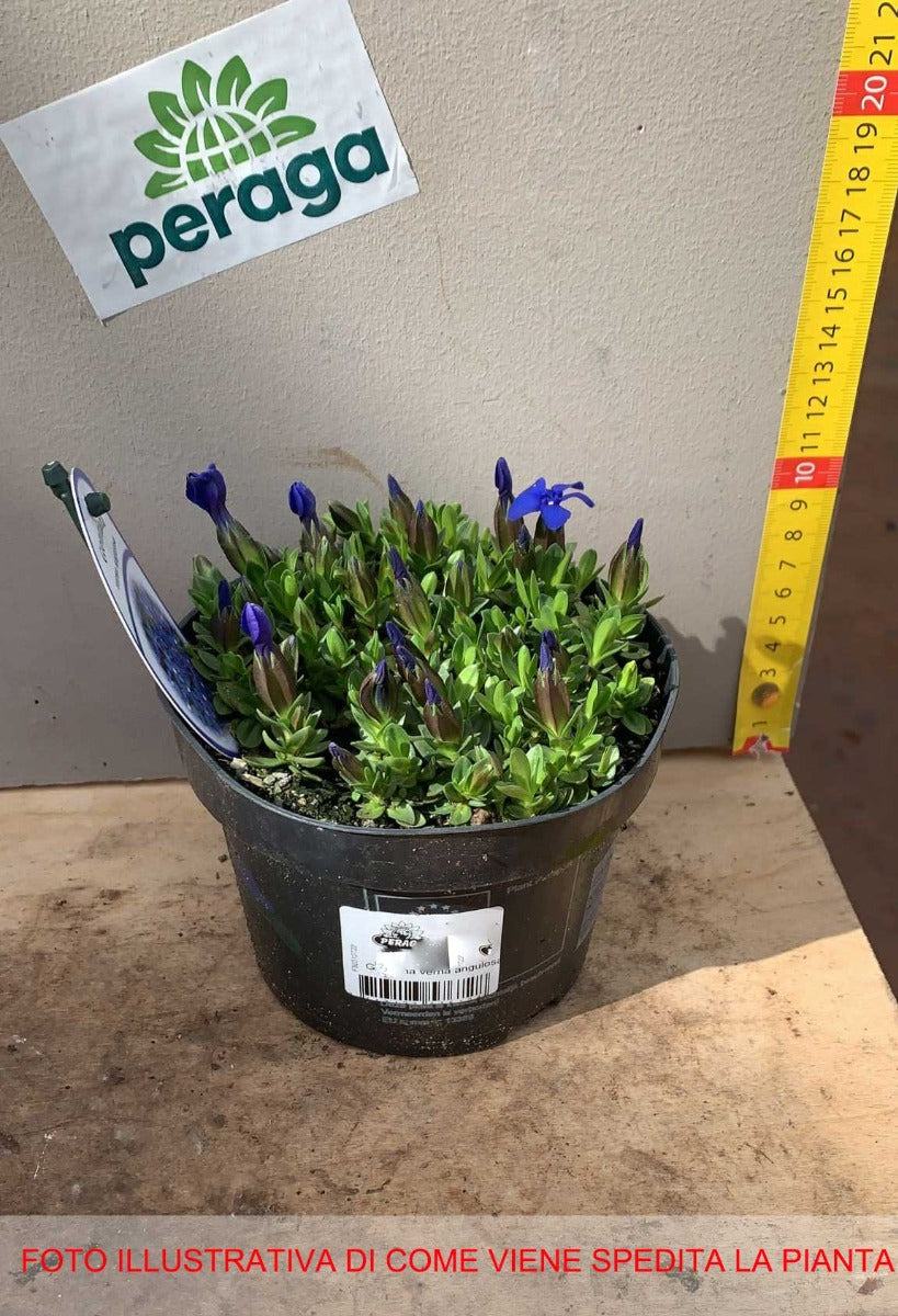 GENTIANA VERNA ANGULOSA VASO 13CM
