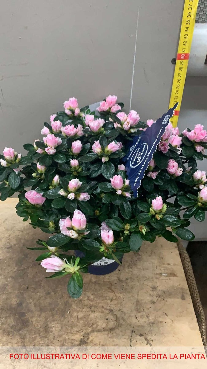 AZALEA INDICA HORTINNO COLORE ASSORTITO VASO 12CM