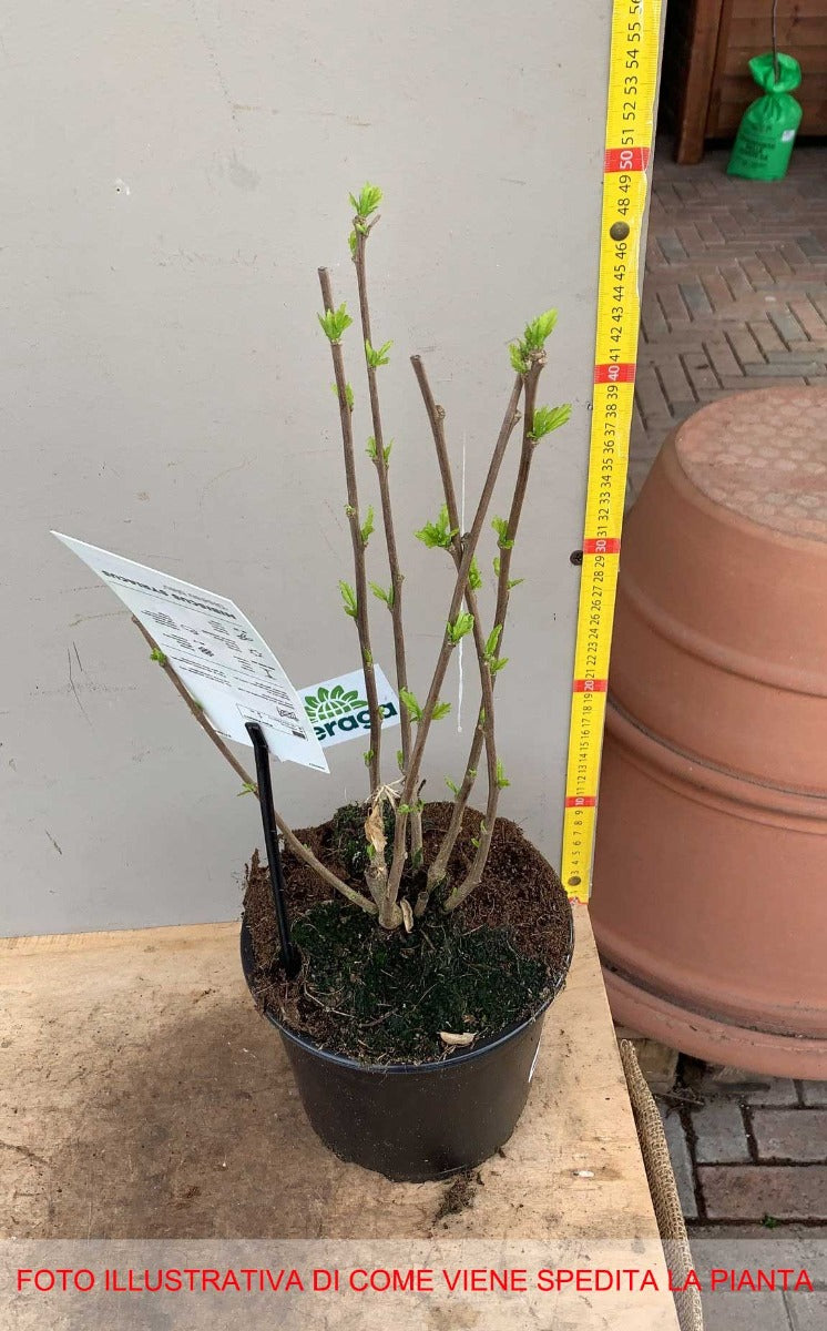 HIBISCUS IBISCO SYRIACUS LEOPOLDII IN VASO 19CM