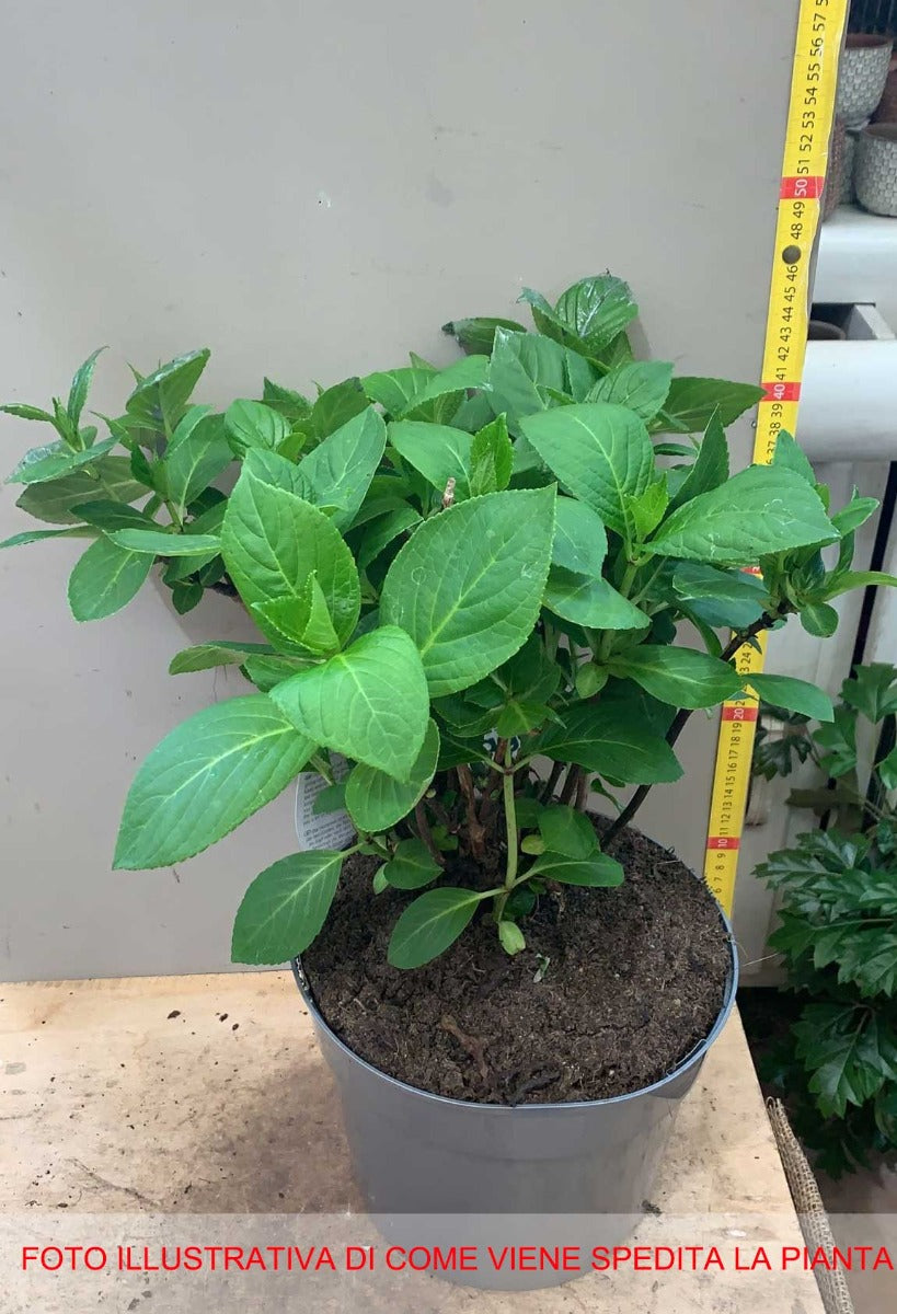 ORTENSIA HYDRANGEA MACROPHYLLA ZORRO ROSA VASO 23CM