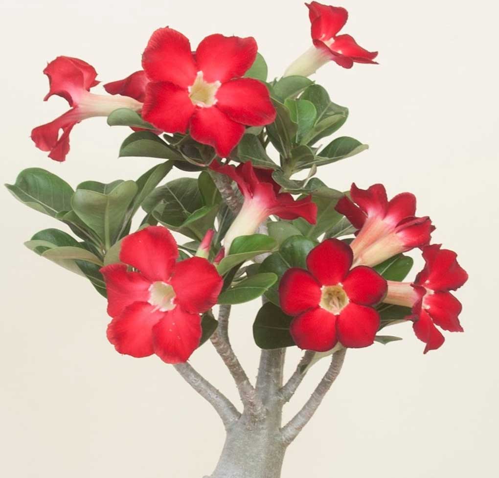 ADENIUM ROSSO O ROSA DEL DESERTO VASO 14CM