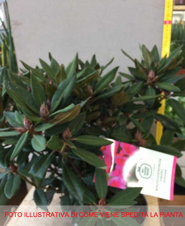 RODODENDRO WINSOME IN VASO 21CM