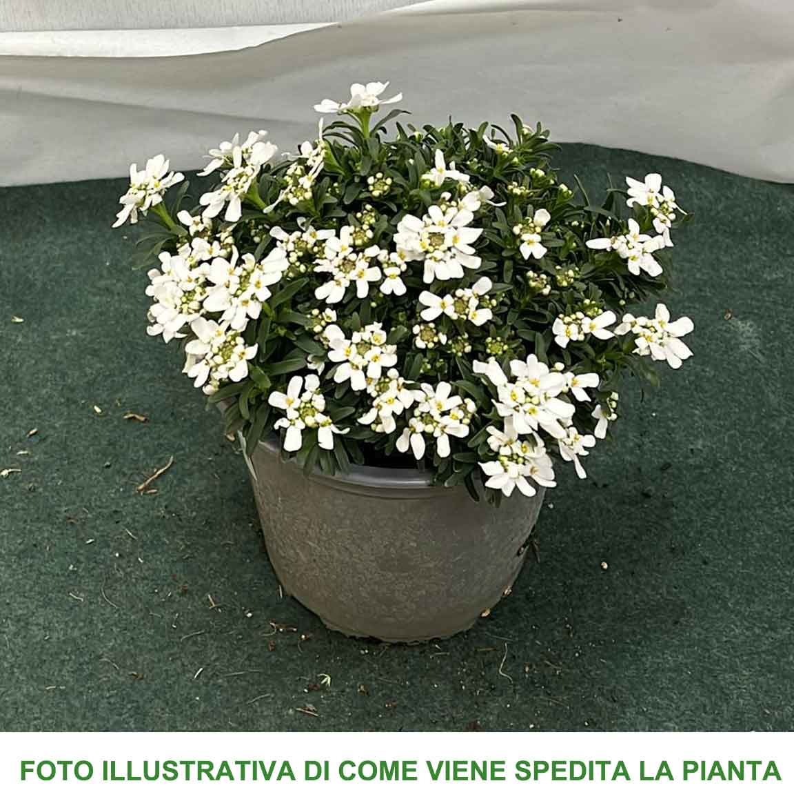 IBERIS SEMPERVIRENS VASO 14CM