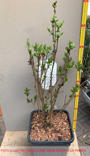 SYRINGA VULGARIS LILLA ANTOINE BUCHNER IN VASO 26CM