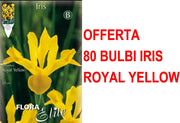 OFFERTA 80 BULBI IRIS HOLLANDICA ROYAL YELLOW