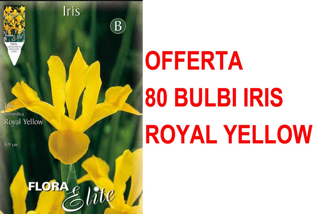 OFFERTA 80 BULBI IRIS HOLLANDICA ROYAL YELLOW