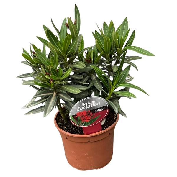 Oleander Evolution Candy Red 14cm Topf – Peragashop