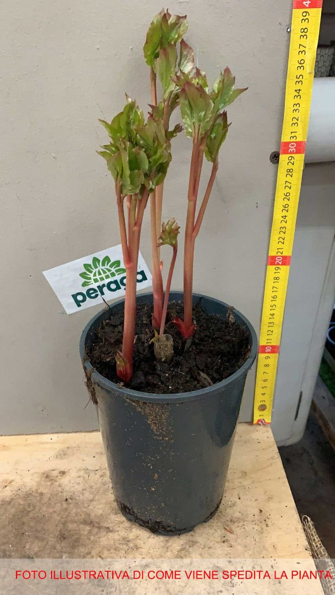 PEONIA LACTIFLORA ROSSA VASO 13CM