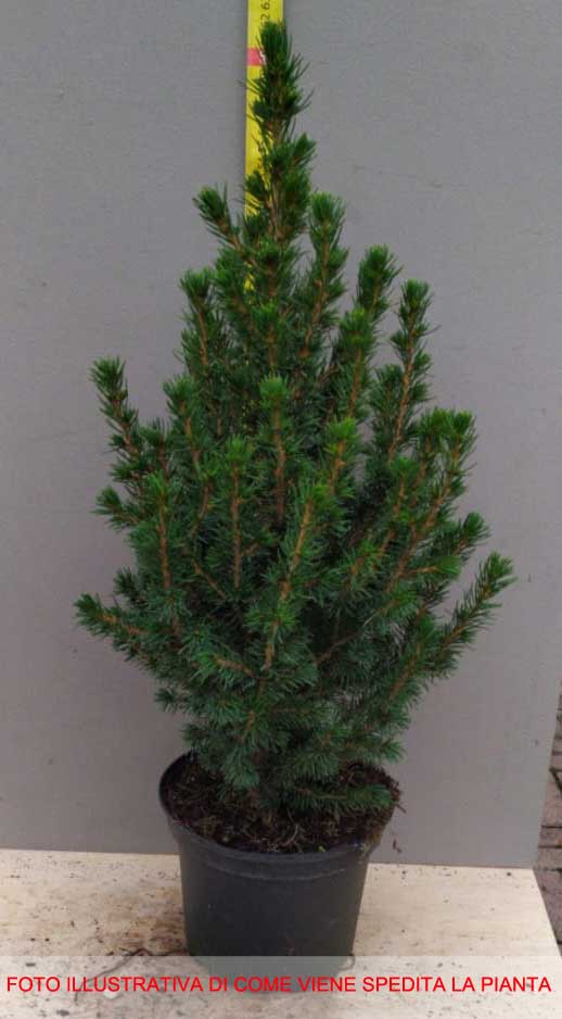 PICEA GLAUCA CONICA VASO 17CM