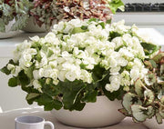 BEGONIA BIANCA ELATIOR IN VASO 19CM