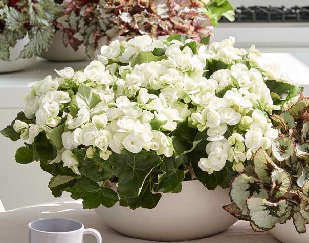 BEGONIA BIANCA ELATIOR IN VASO 19CM