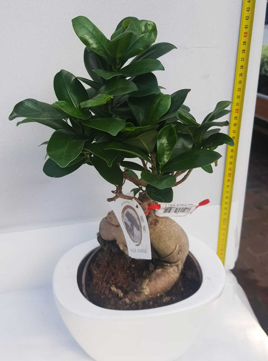 BONSAI FICUS GINSENG VASO CERAMICO 22CM COLORE ASSORTITO