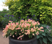 WEIGELIA SUMMER PEACH VASO 19CM