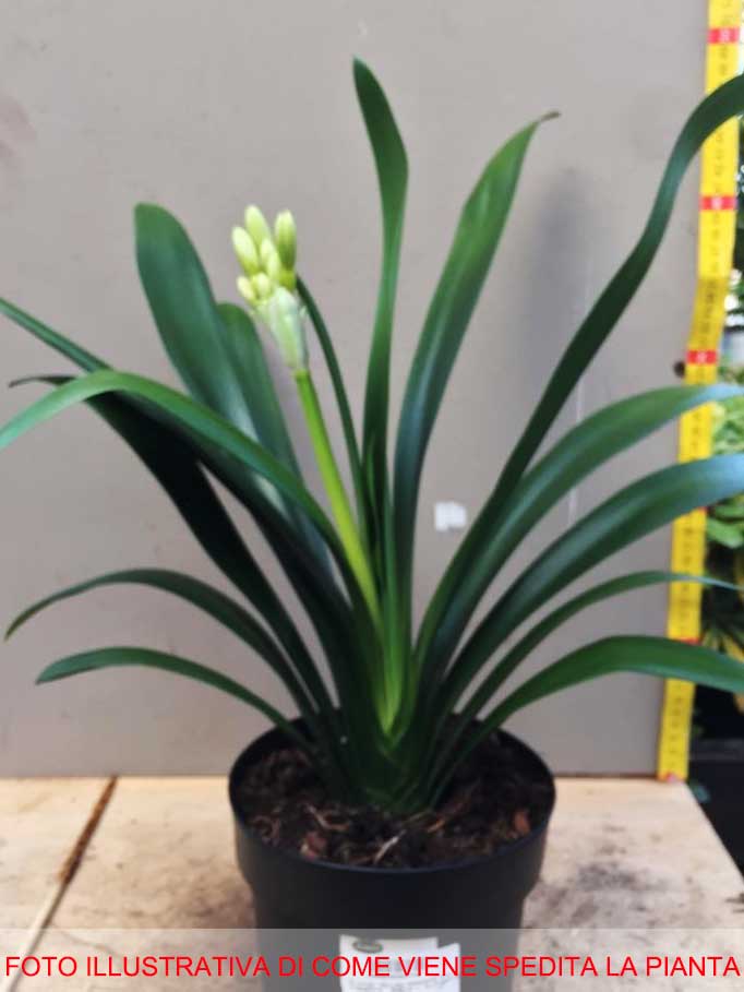 CLIVIA MINIATA  WHITE LIP IN VASO 15CM