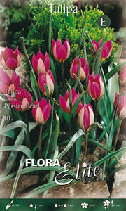 Bulbi di Tulipano Humilis Persian Pearl 10 Bulbi - immagine 1