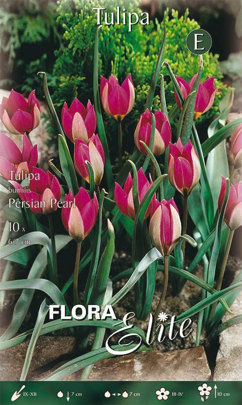 Bulbi di Tulipano Humilis Persian Pearl 10 Bulbi - immagine 1