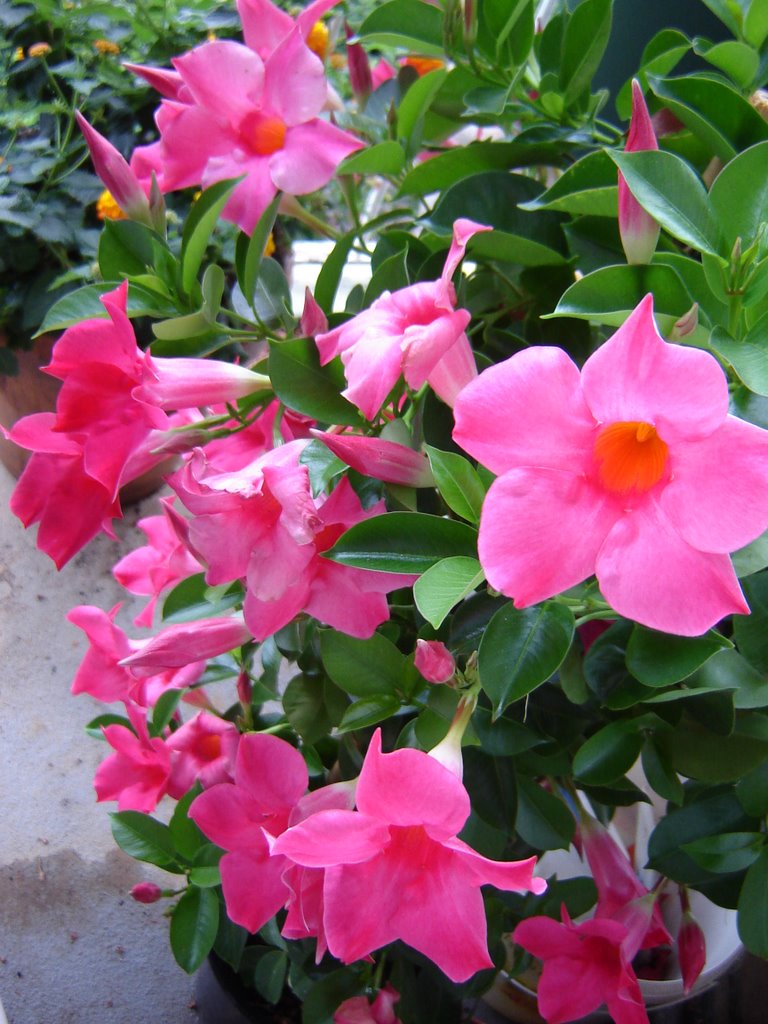 6 PIANTE DI DIPLADENIA ROSA VASO 14CM
