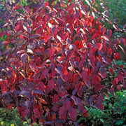 CORNUS ALBA KESSELRINGII IN VASO 17CM
