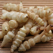 TUBERINA (CARCIOFO CINESE) DA SEMINARE 50 GR