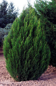 OFFERTA 10 PIANTE CUPRESSOCYPARIS LEYLANDII CIPRESSO TYPE 2001 VASO 16CM