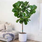 FICUS LYRATA BAMBINO VASO 17CM