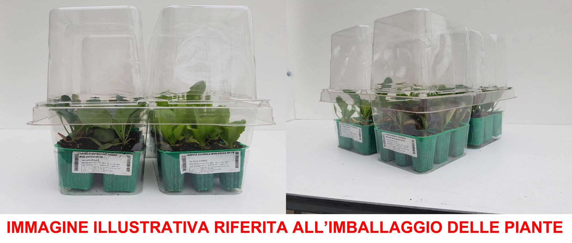 6 PIANTE IN PACK  PEPERONE TOPEPO ORTOMIO