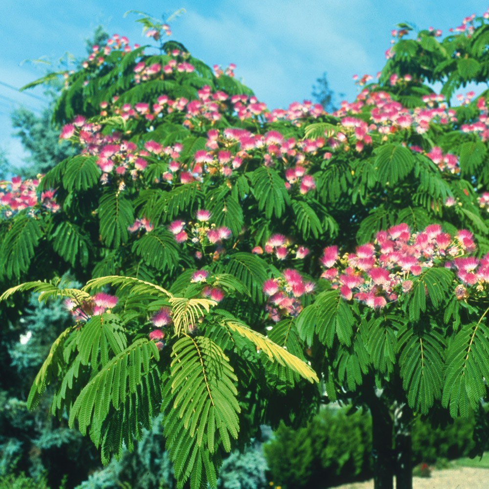 ALBIZIA JULIBRISSIN ROSEA MIMOSA DI COSTANTINOPOLI VASO DA 17CM