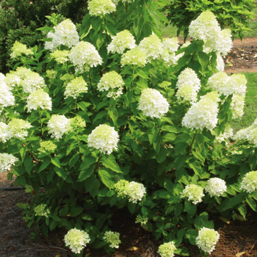ORTENSIA HYDRANGEA PANICULATA LITTLE LIME VASO 18CM