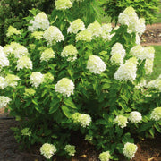 ORTENSIA HYDRANGEA PANICULATA LITTLE LIME VASO 18CM