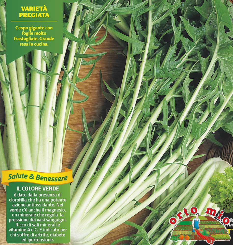 9 PIANTE IN PACK CICORIA CLIO CATALOGNA ORTOMIO