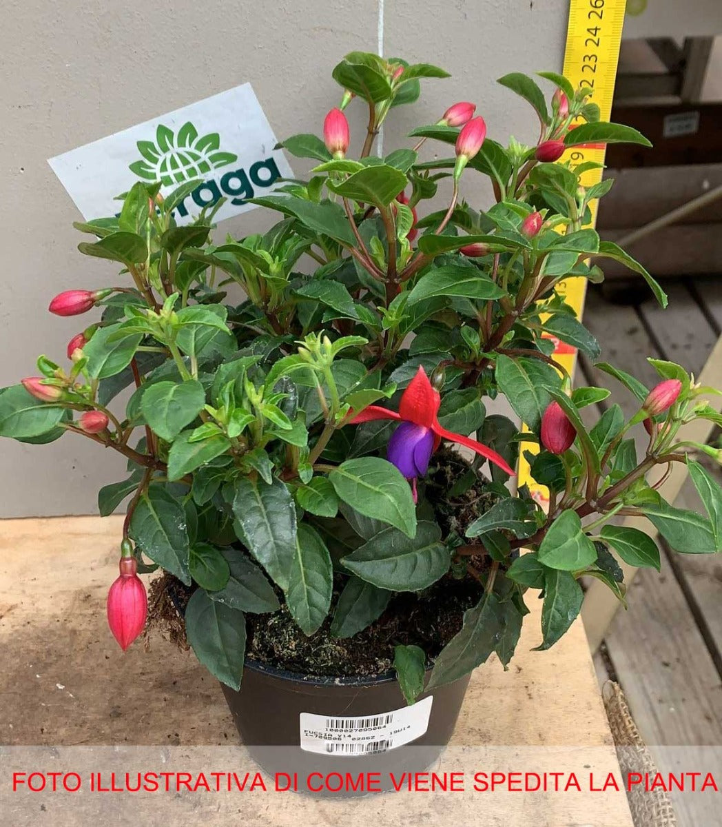 FUCSIA ERETTA IN VASO Ø14CM COLORE ASSORTITO