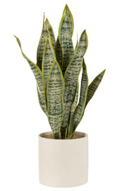 PIANTA SANSEVIERIA + VASO, VERDE, EXTRA LARGE