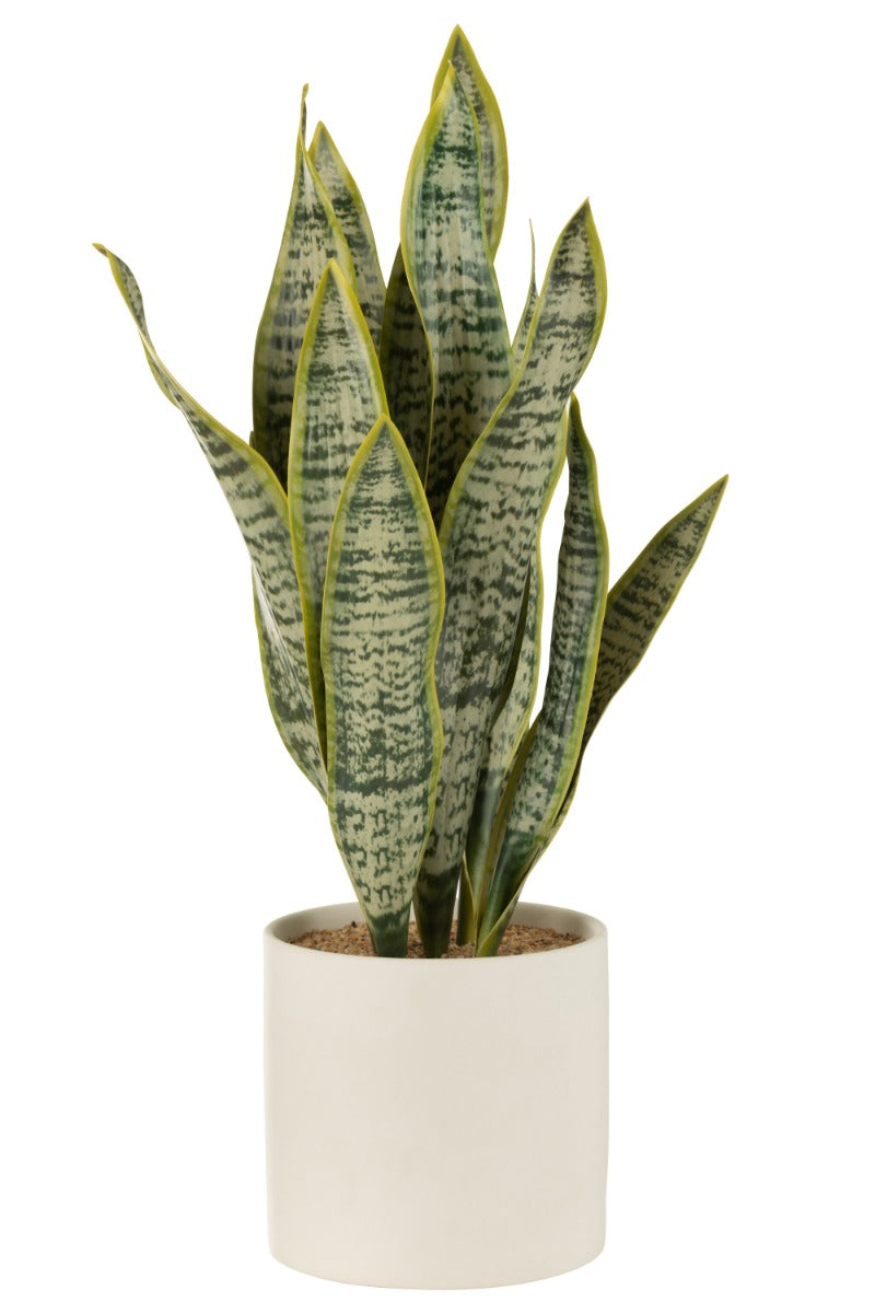 PIANTA SANSEVIERIA + VASO, VERDE, EXTRA LARGE