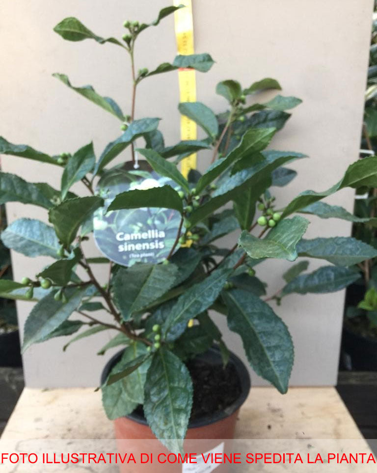 CAMELIA  SINENSIS LA PIANTA DEL TE' VASO 17CM