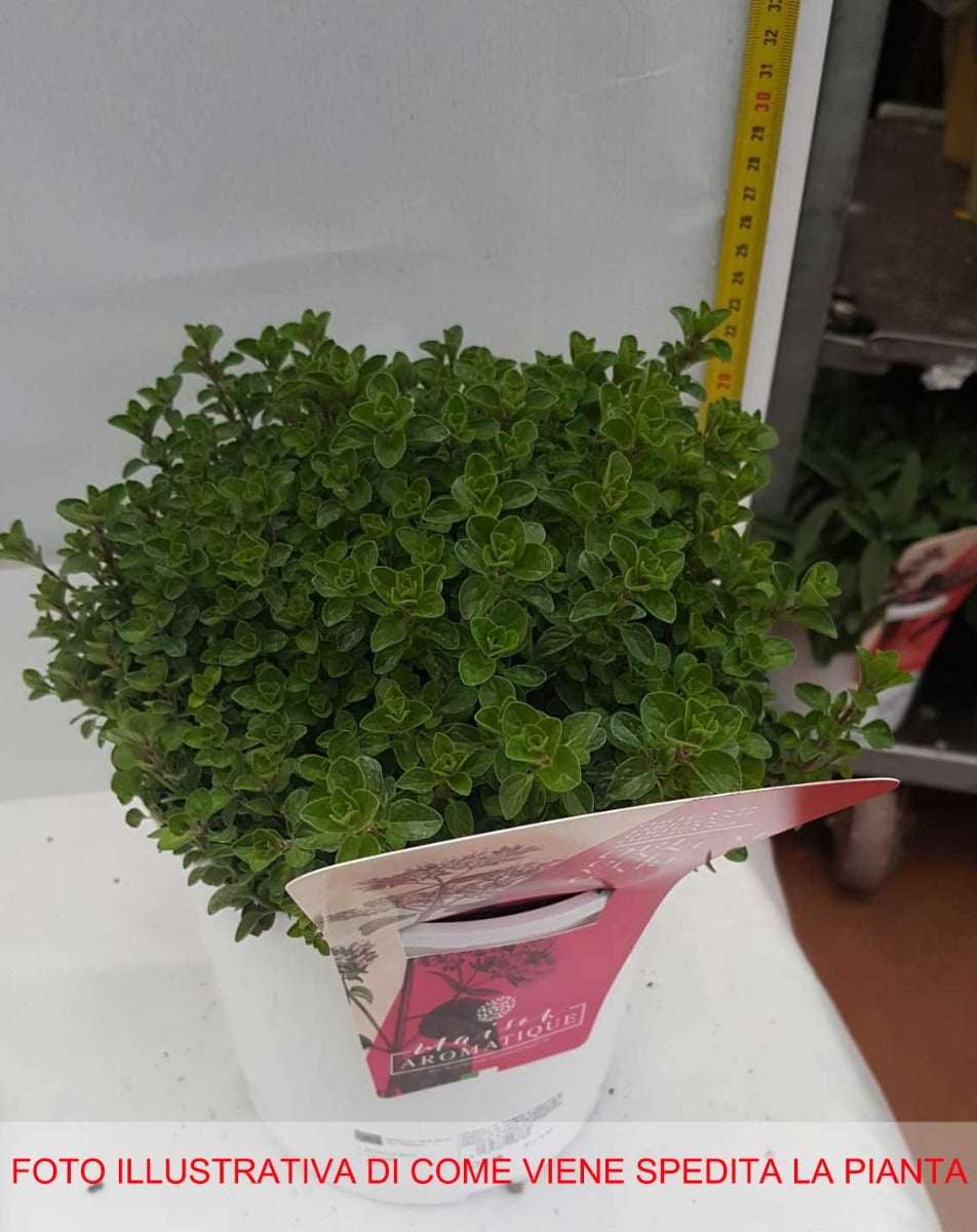 ORIGANO IN VASO 18CM