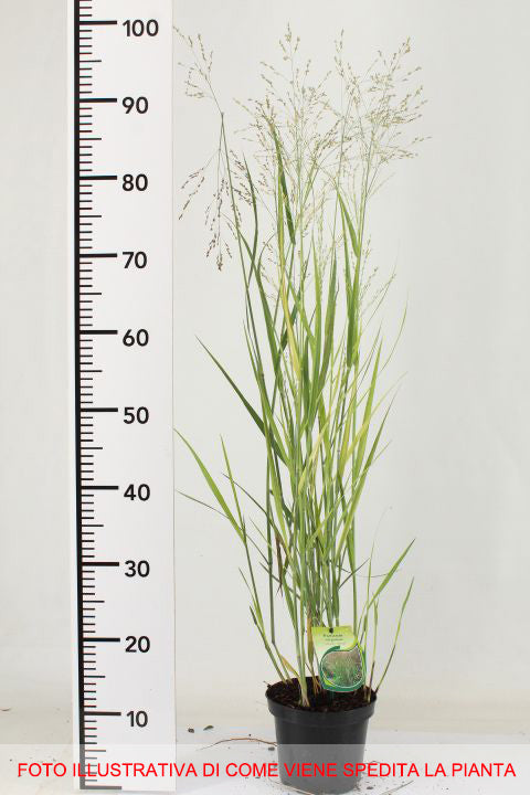 PANICUM VIRGATUM IN VASO 15CM