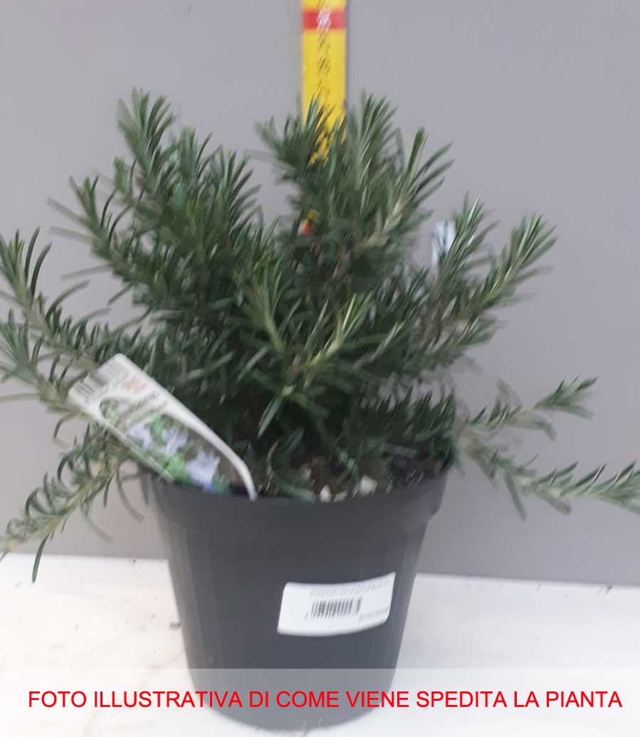 ROSMARINO SERPILLO PROSTRATUM STRICIANTE IN VASO 14CM