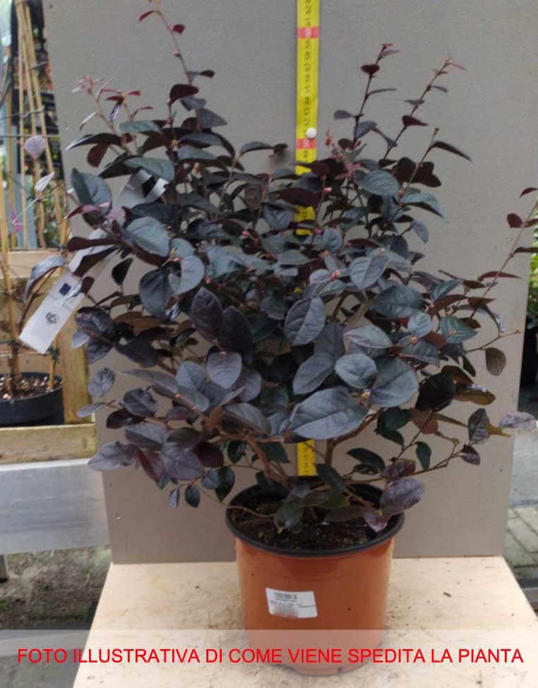 LOROPETALUM DARK VASO 19CM