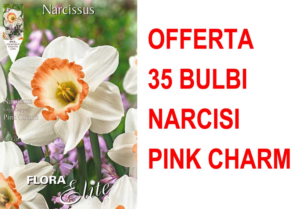 OFFERTA 35 BULBI NARCISO LARGE CUPPED FLOWER PINK CHARM