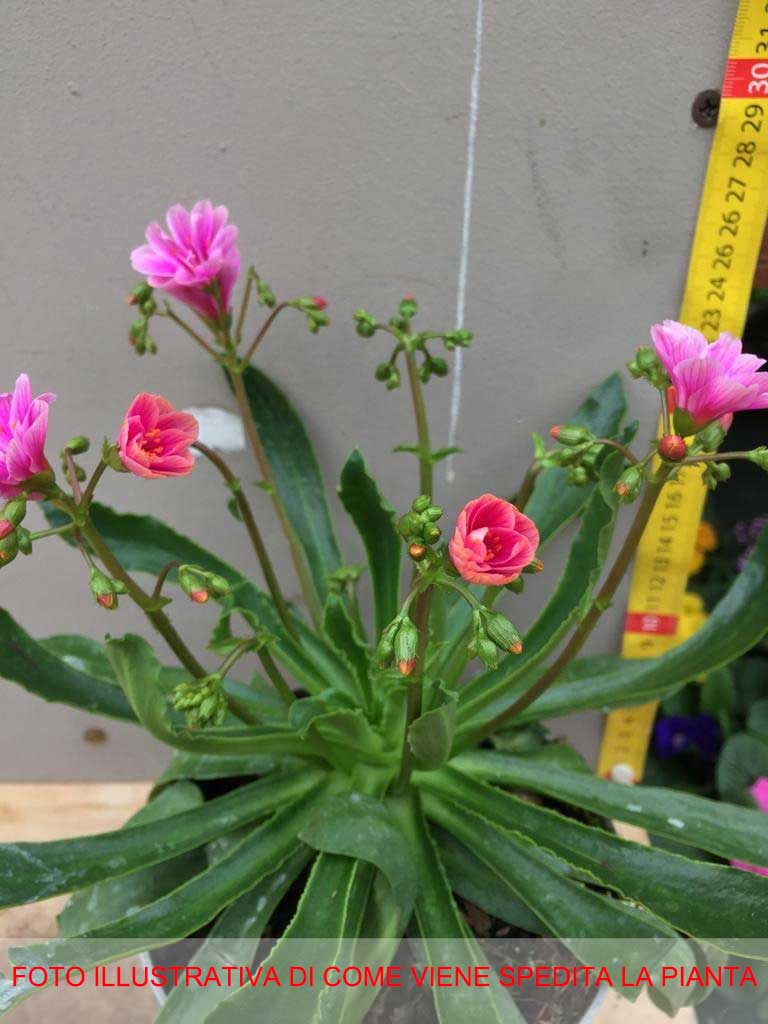 LEWISIA IN VASO 14CM COLORE ASSORTITO