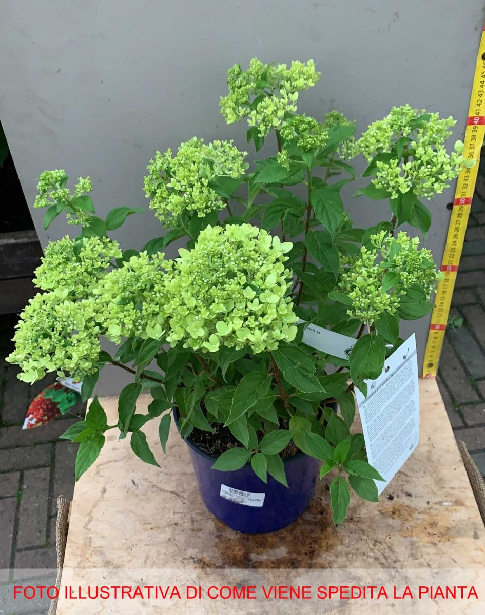 ORTENSIA HYDRANGEA PANICULATA LITTLE LIME VASO 18CM