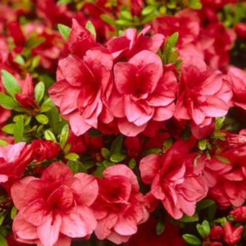 AZALEA JAPONICA  BENI KIRISHIMA VASO 15CM